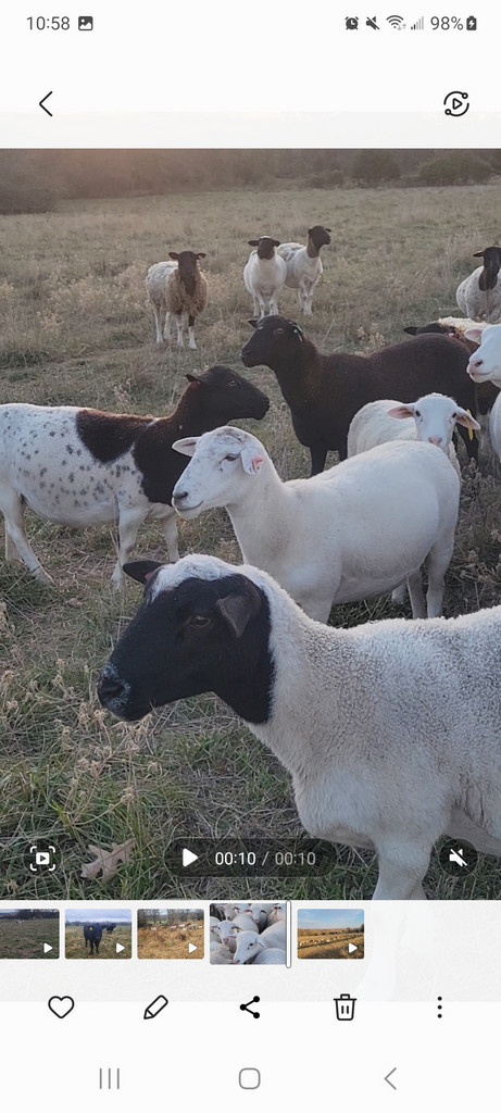 Sharp Grass Fed Beef & Sheep