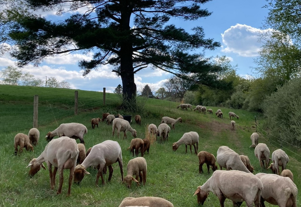 Fort Kepner's Tunis Farm