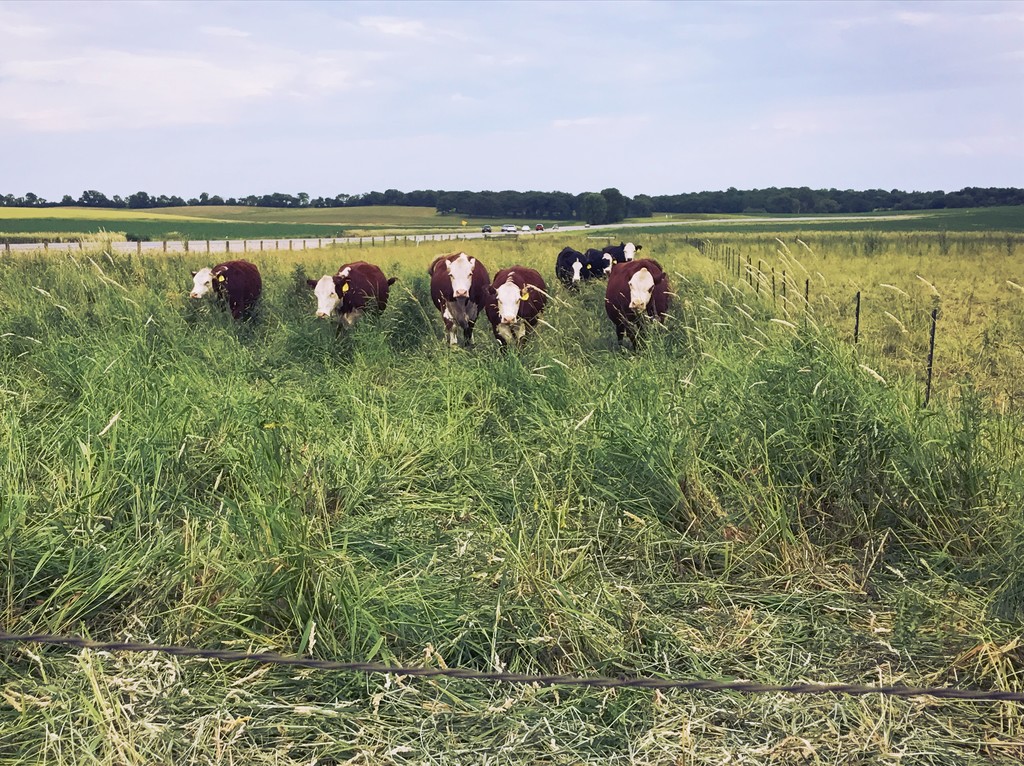Gander Family Farms