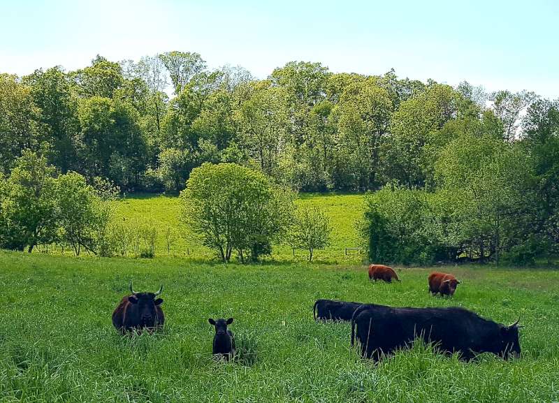 Grazy Days Family Farm