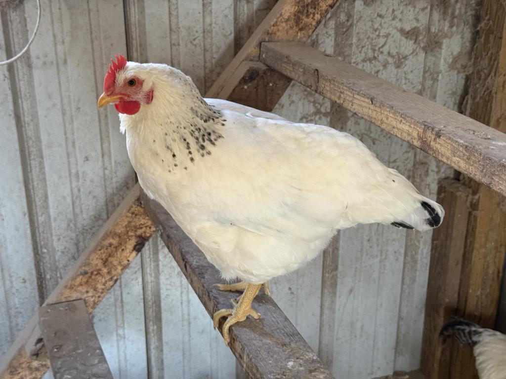 Greene Acre Poultry Farm