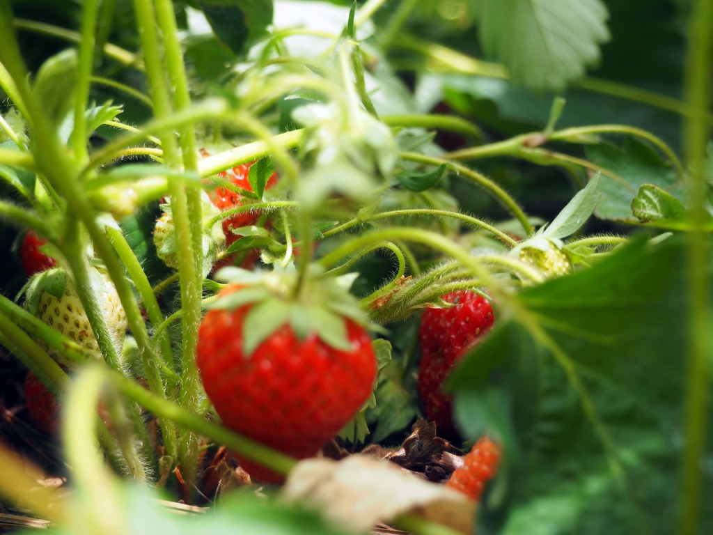 Happy Trails Orchard