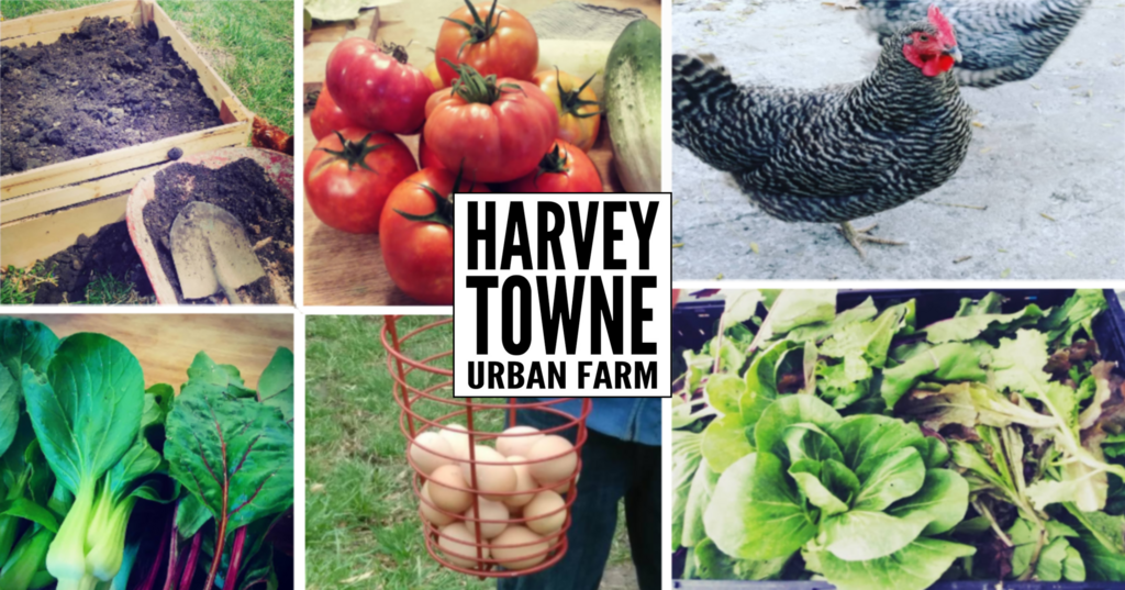 Harvey Towne Urban Farm