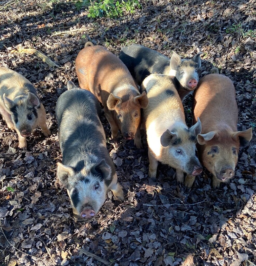 Heritage Hog Co