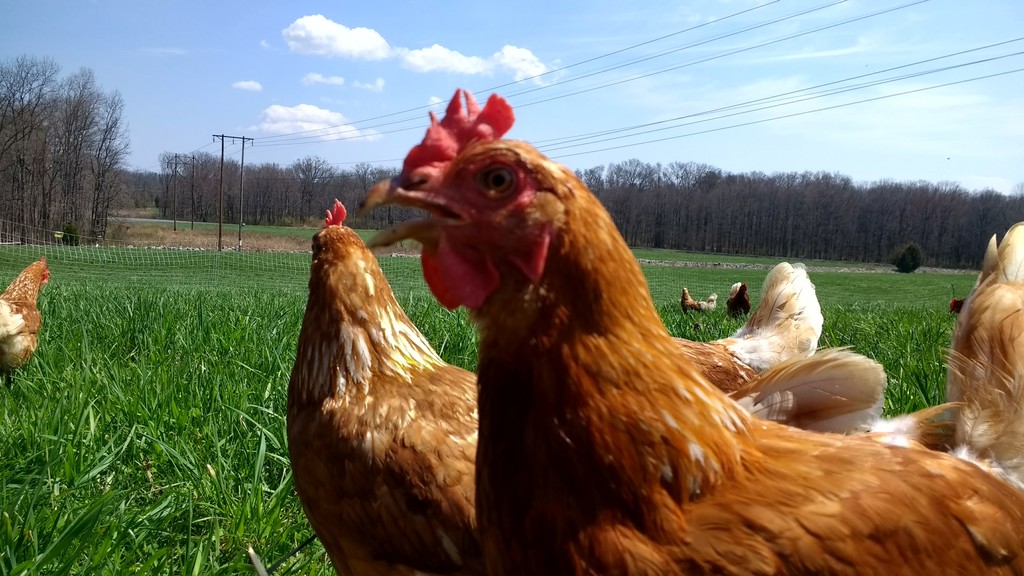 Liberty Acres Farm, LLC