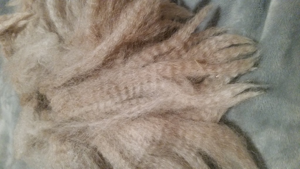 Lil' Patch of Heaven Alpaca Farm