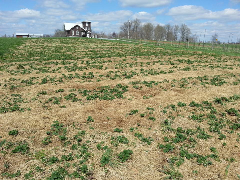 Living Roots U-Pick Strawberry Patch