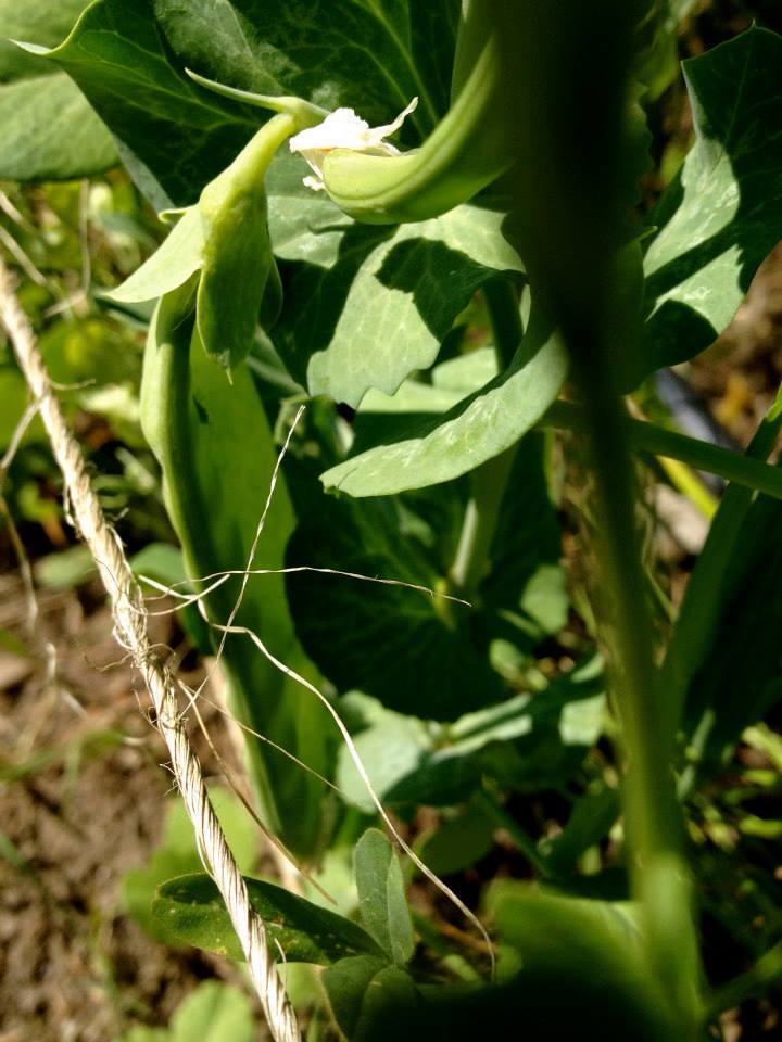 Missoula Grain & Vegetable Co.