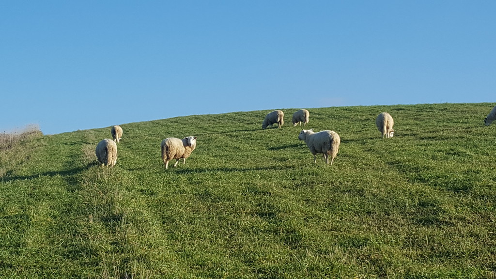 Monsour Farms