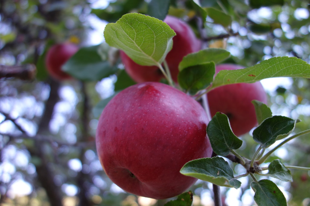 Mountain Roots Orchard