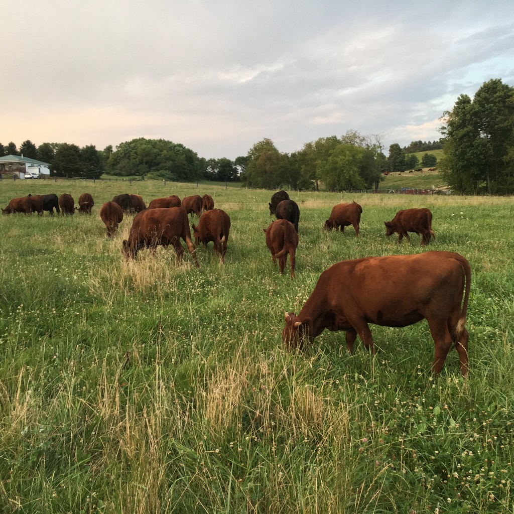 Mowery Family Farms