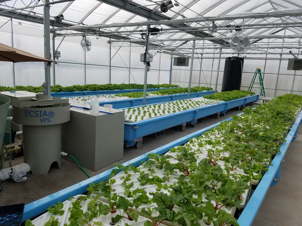 Oasis Aqua Farm