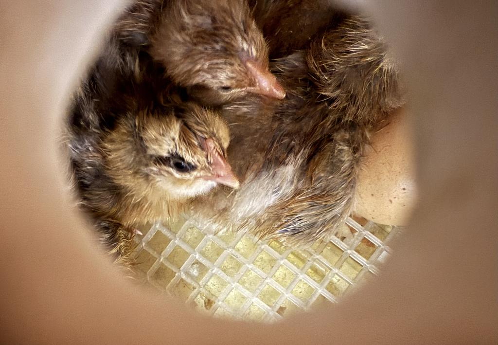 Our Honey Do Farm Llc