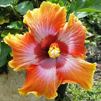 Owens Acres - Healing Herbals from Hawaii