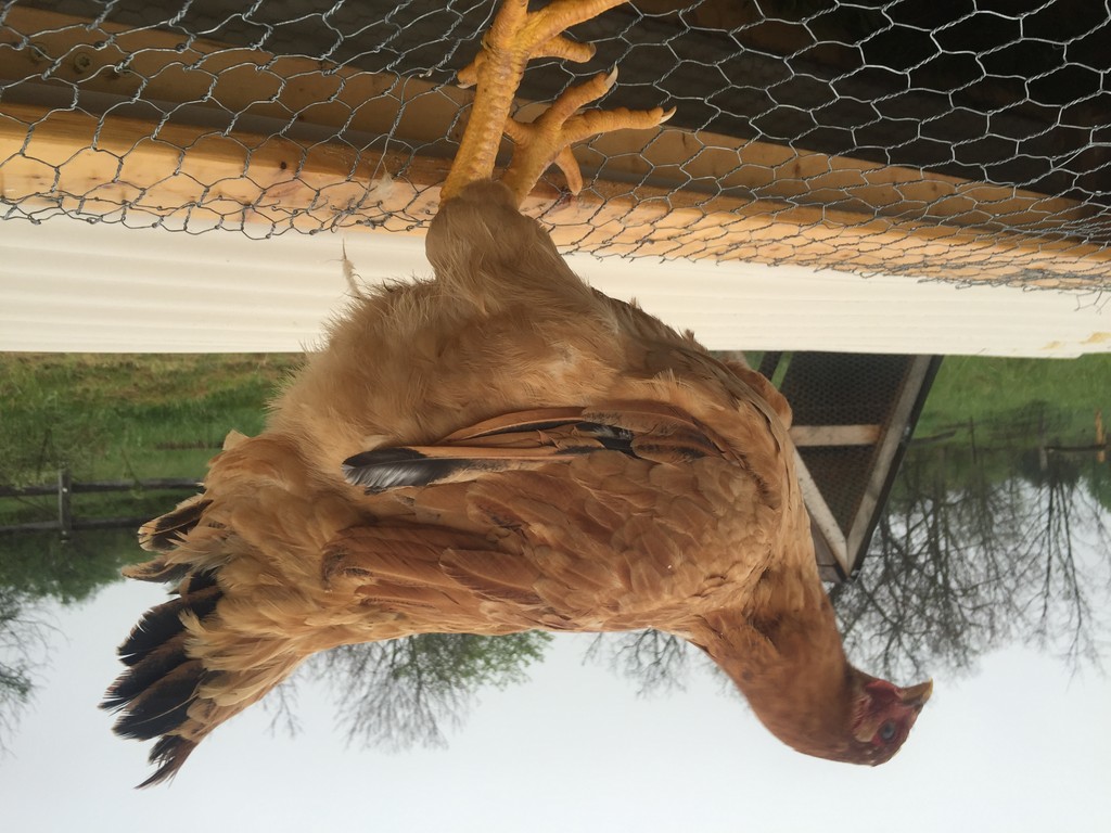 Persimmon Ridge Farm