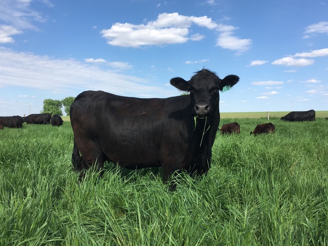 Pleasant Pastures Beef