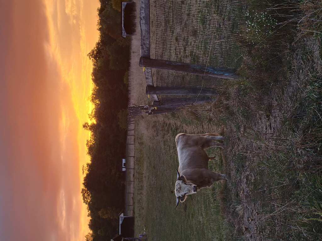 Providence Pastures