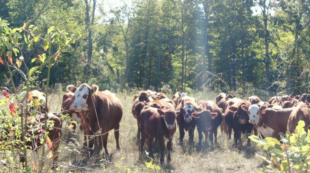 Providence Pastures Co