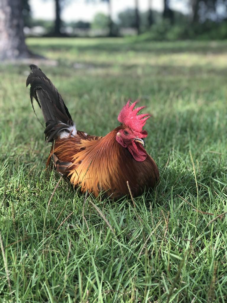 Ryleigh & Irving’s Homestead