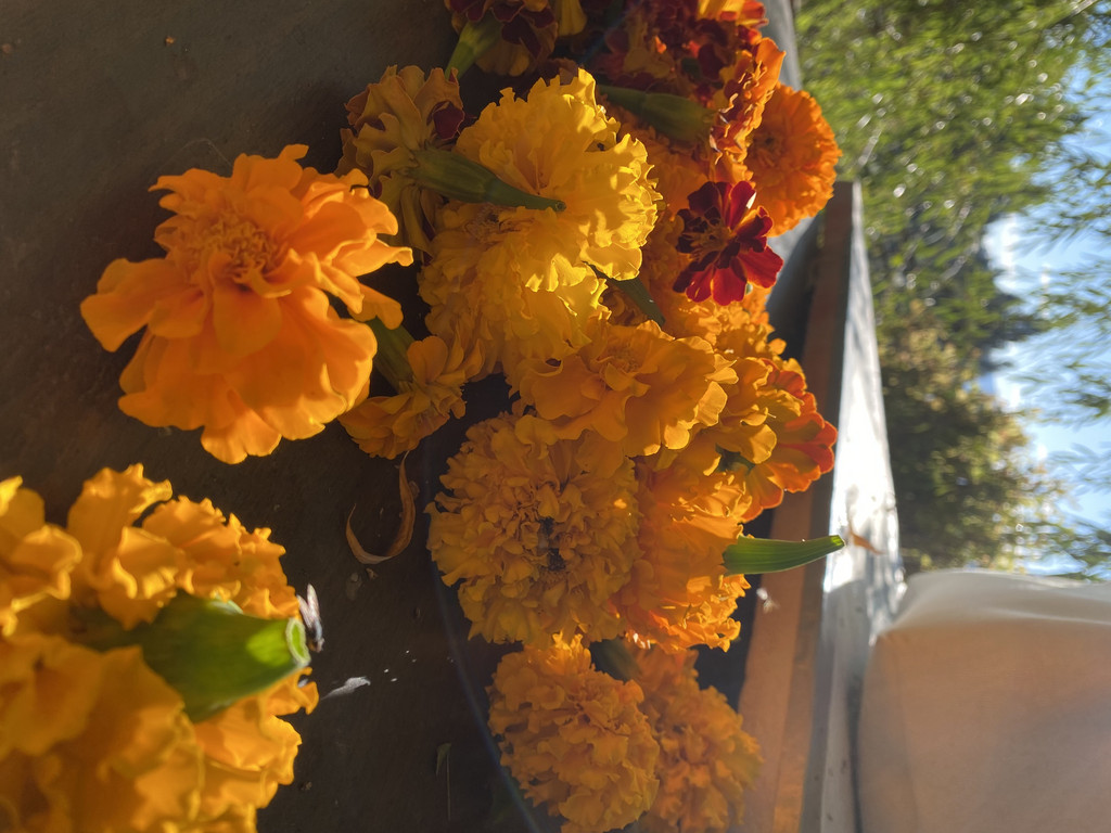 Seed + Spoke Farms - Roadside Farm Stand