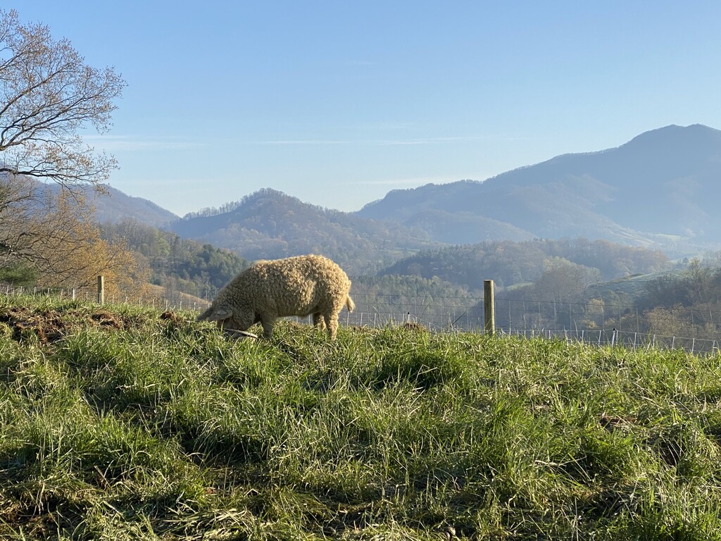 Smoky Mountain Mangalitsa