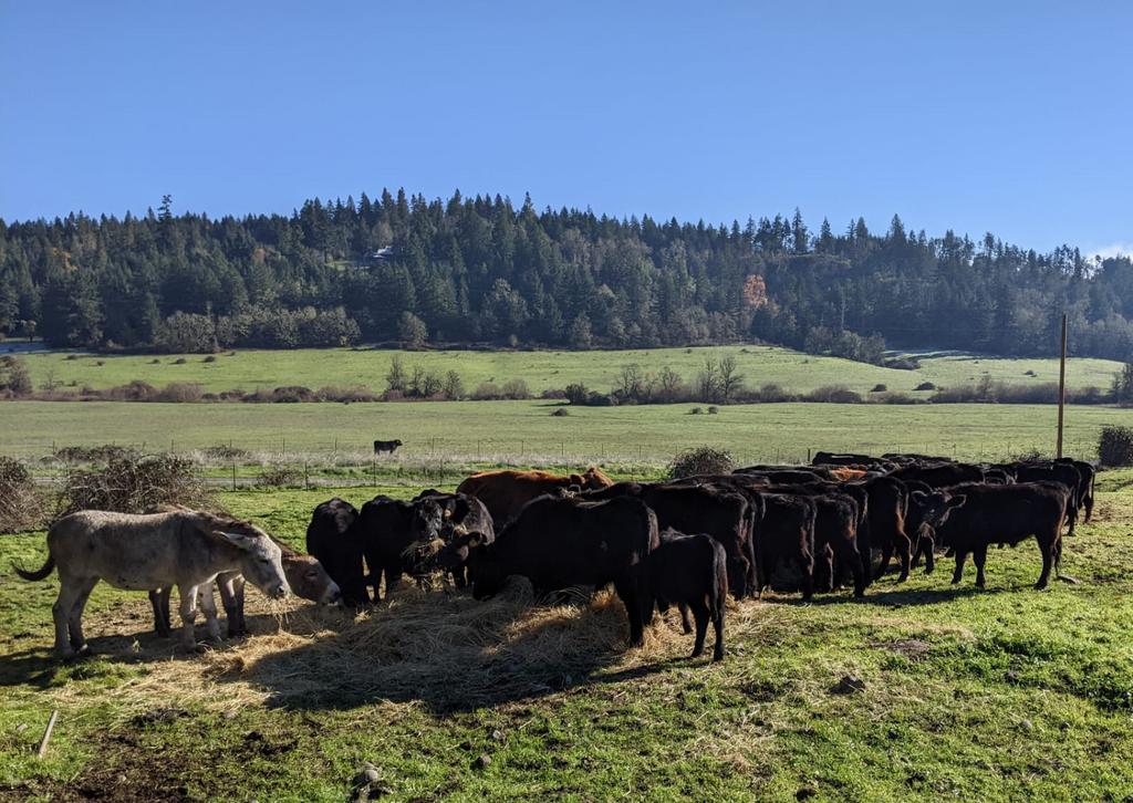 Spencer Shadow Ranch