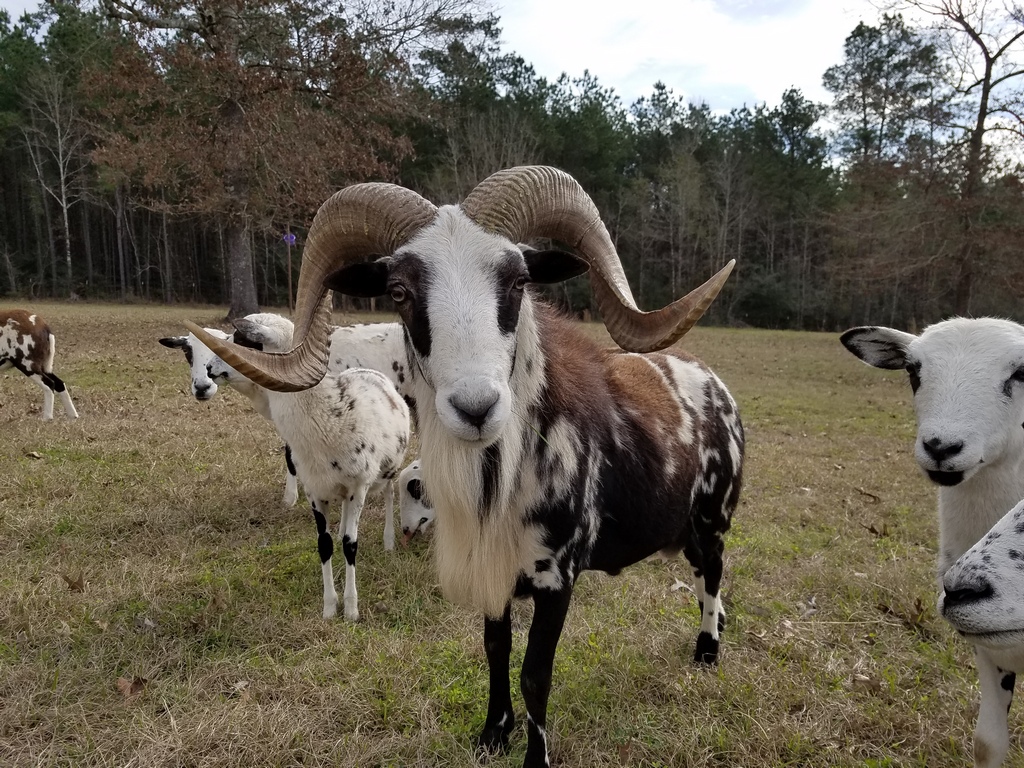 Stone Farms Livingston