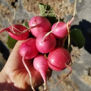 The Broken Plow Microfarm