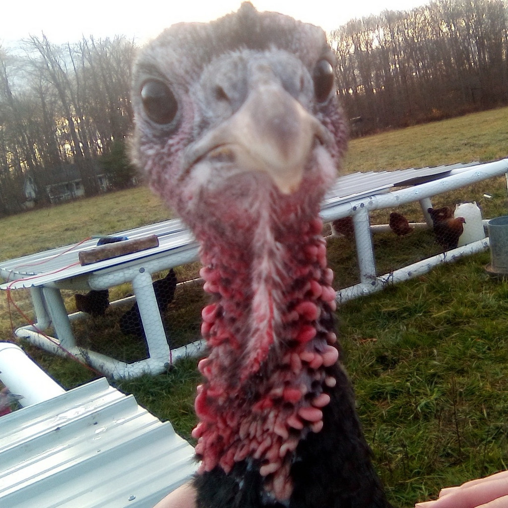 The Roaming Acres Farm LLC