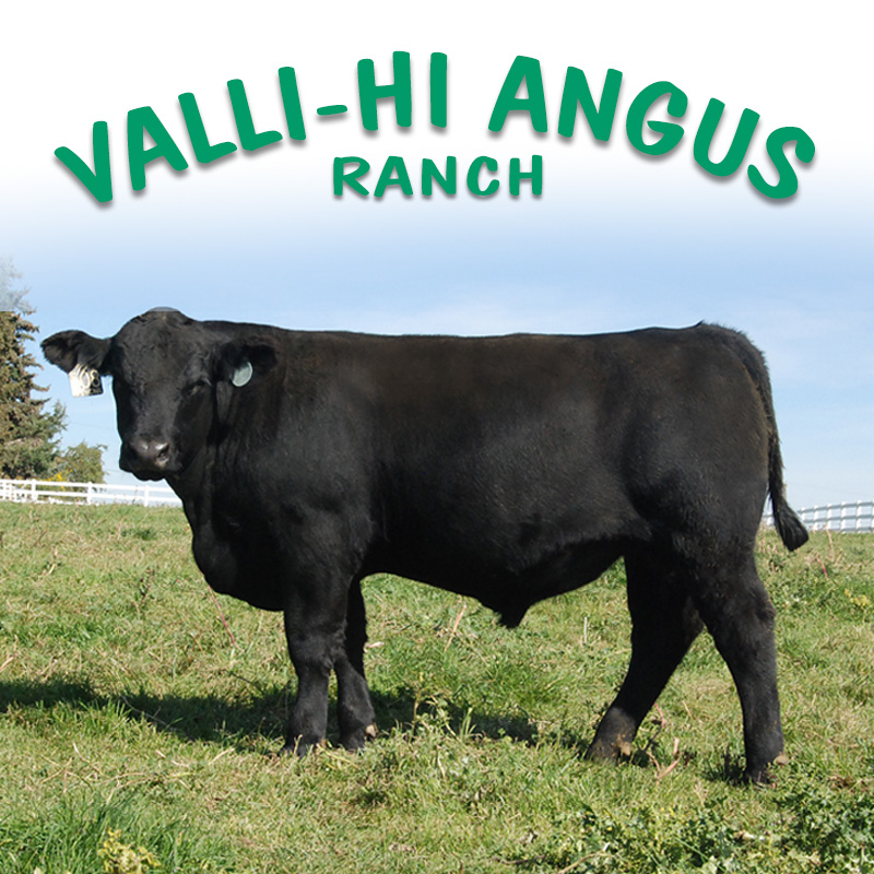 Valli Hi Angus Ranch
