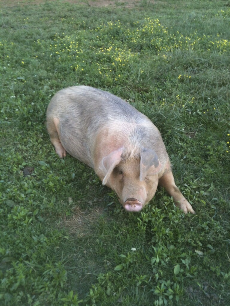 Vandele Farms on Cedar Creek, LLC