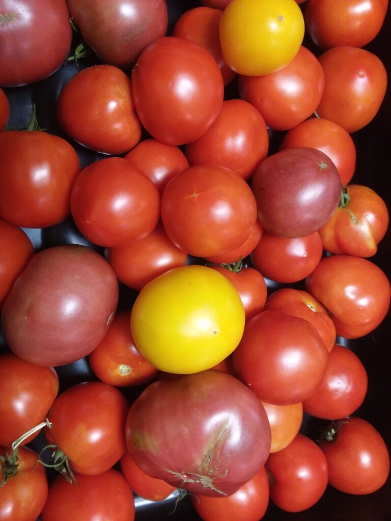 Windy Hill Urban Farm LLC