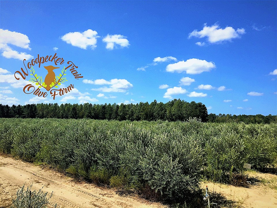 Woodpecker Trail Olive Farm