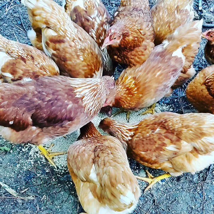 Bread And Butter Farms