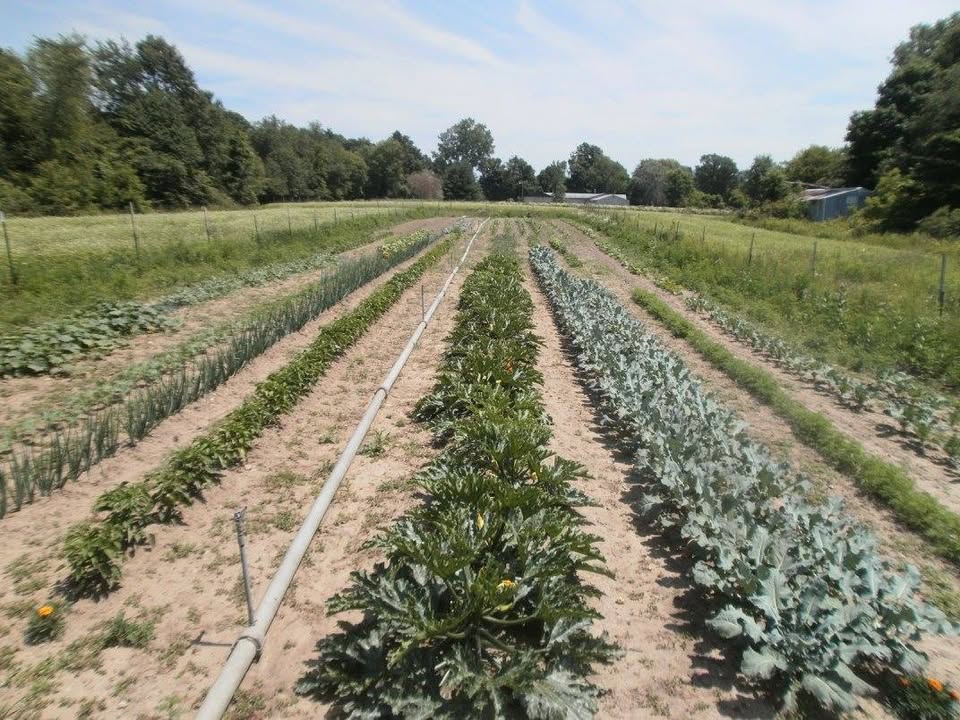 Carmody Farm