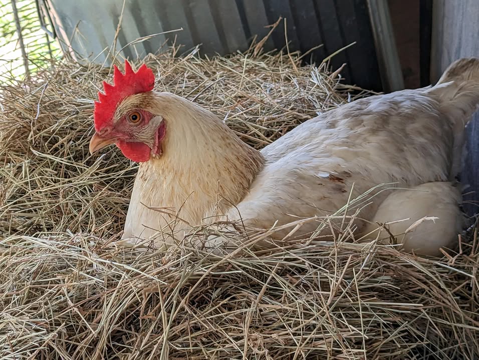 Laughing Chicken Farm