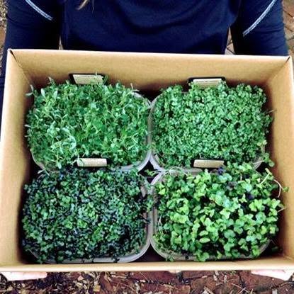 Mighty Seedlings LLC