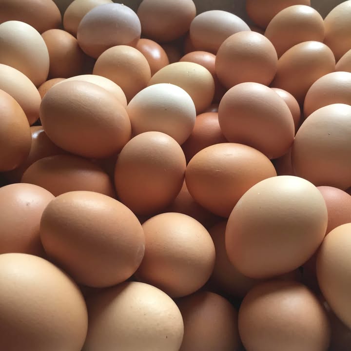 Hill and Hollow CSA
