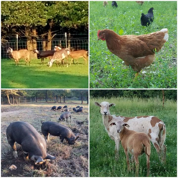 Coyote Creek Ranch