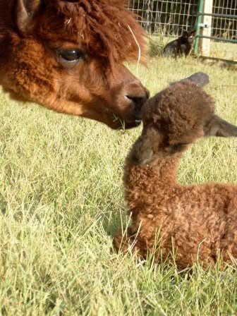 Sycamore Creek Farm