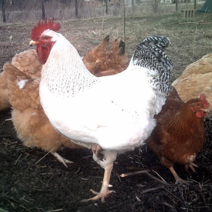 Poplar Creek Pastured Poultry