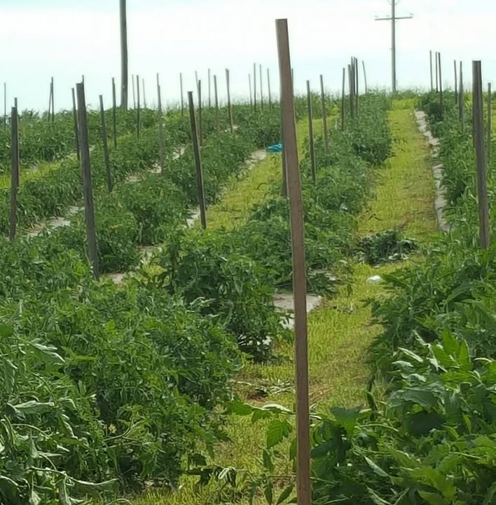 Oakie Doke Farms
