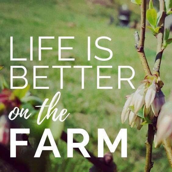 Calvin Creek Farms
