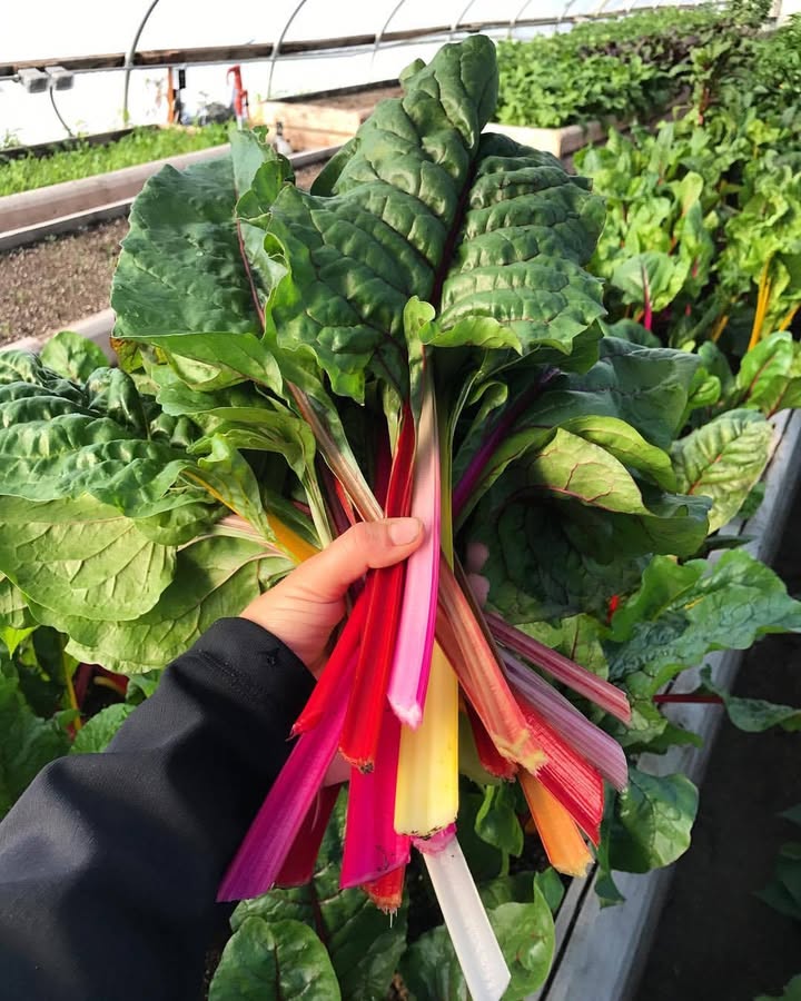 Kraay's Market & Garden