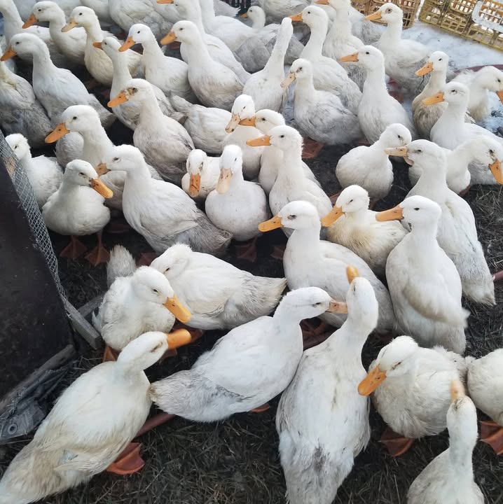 HoneyDel Farm