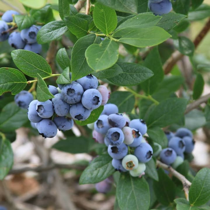 Chet's Blueberry Farm, LLC