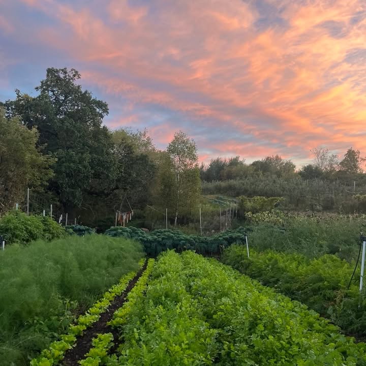 Growing Lots Urban Farm