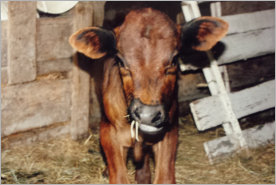 JJJM Grass Fed Beef photo 5