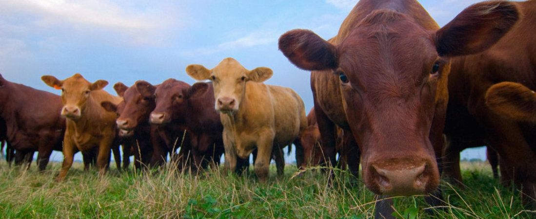 JJJM Grass Fed Beef photo 2